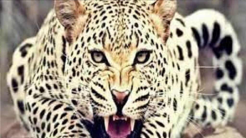 उत्तराखंड : घर के आंगन में खेल रही 4 साल की बच्ची को गुलदार ने बना लिया निवाला